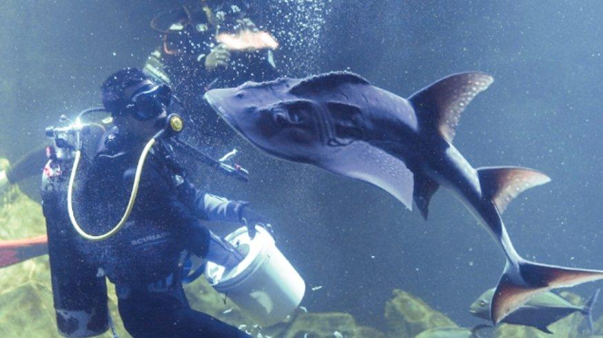 Aquarium Indonesia Pangandaran.