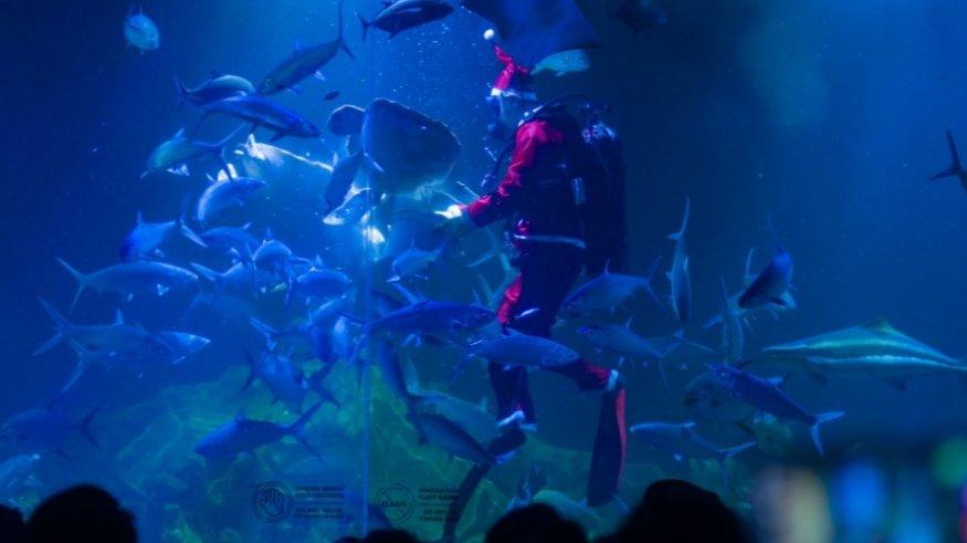 Aquarium Indonesia Pangandaran.