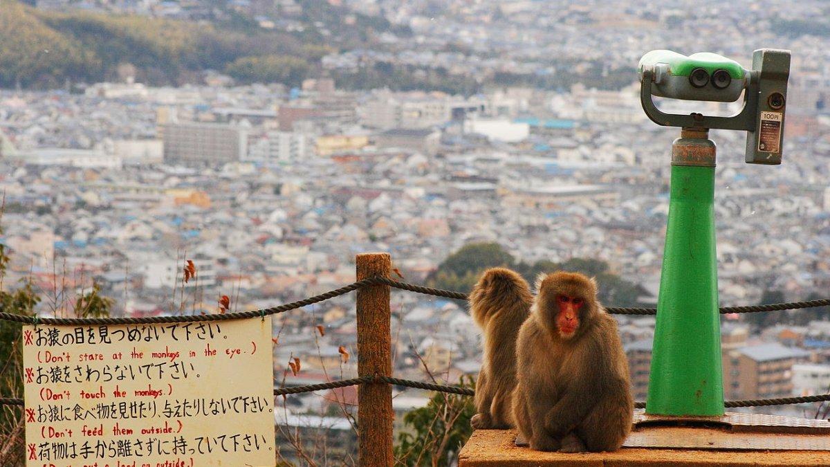 Arashiyama Monkey Park Iwatayama, satu tempat wisata terbaik di Kyoto Jepang buat pemula.