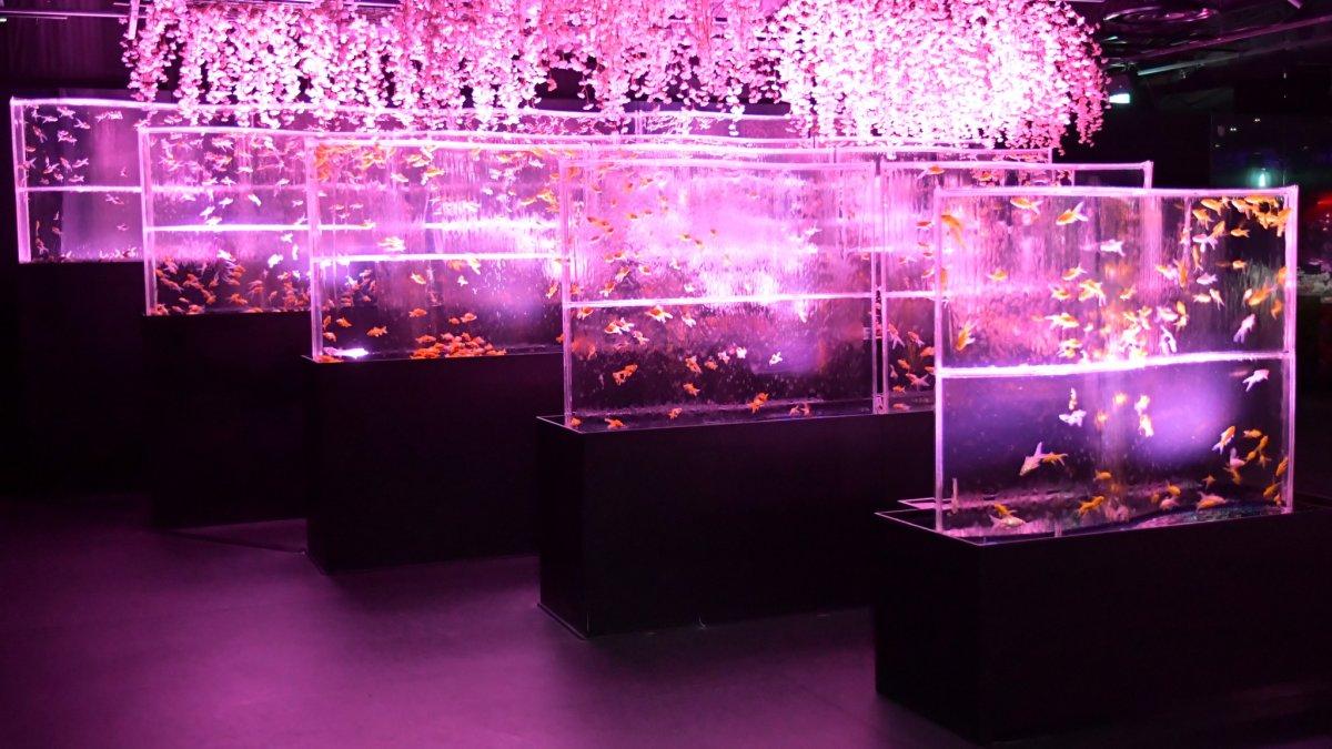 Art Aquarium Museum Ginza bisa menjadi pilihan tempat wisata yang menarik untuk dikunjungi saat liburan ke Tokyo Jepang.
