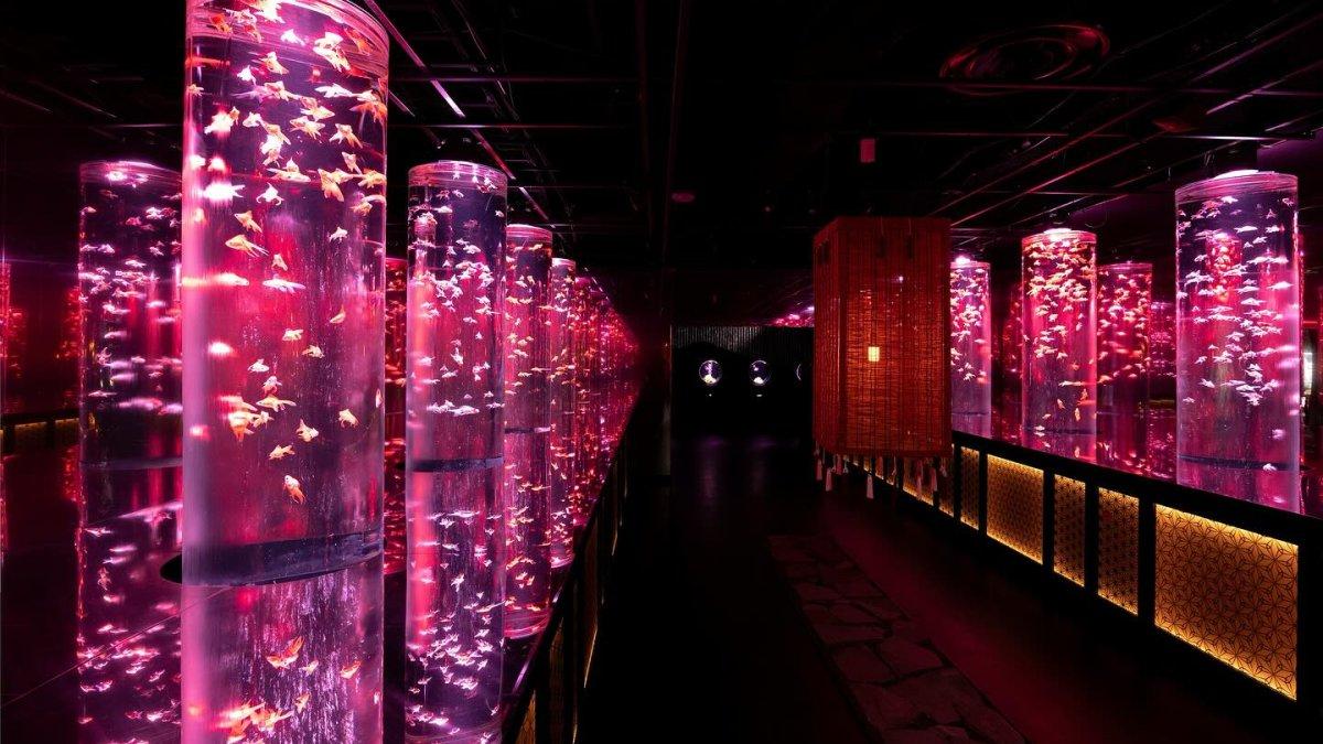 Art Aquarium Museum Ginza, satu tempat wisata unik di Tokyo Jepang