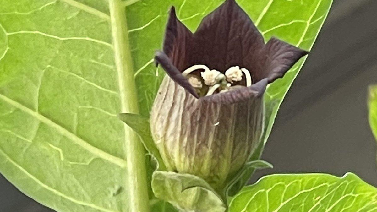 Atropa belladonna, satu tanaman beracun.
