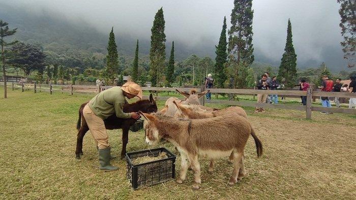 Suasana di Bali Farm House, Desa Pancasari, Kecamatan Sukasada, Buleleng, Jumat (14/5/2024).