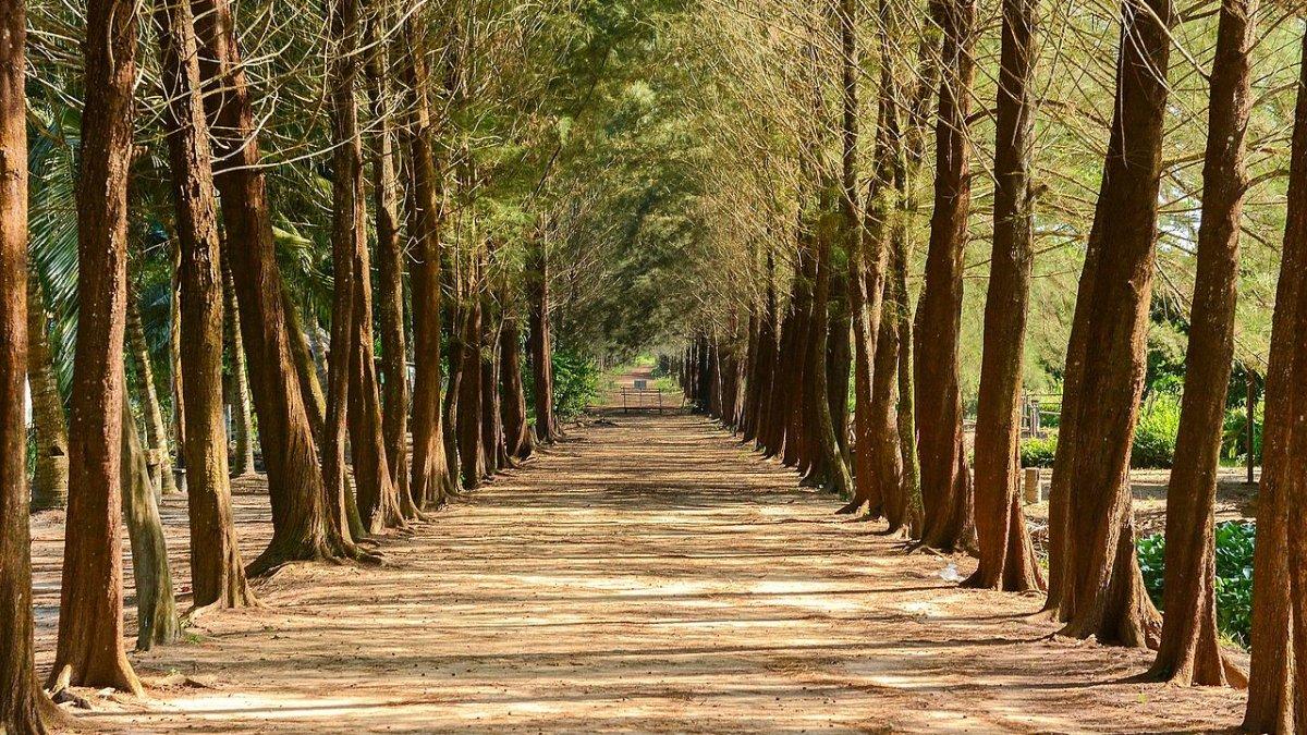 Bangka Botanical Garden.