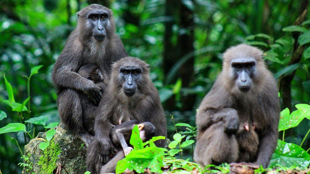 Macaca Maura, kera hitam endemik Sulawesi Selatan yang juga merupakan satwa dilindungi yang banyak di jumpai di tepi jalan poros Maros-Bone, kawasan cagar alam Karaenta, Taman Nasional Bantimurung Bulusaraung, di Kabupaten Maros, Sulawesi Selatan, Indonesia.