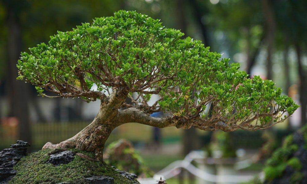 Bonsai, satu oleh-oleh yang wajib dibawa pulang dari Jepang.