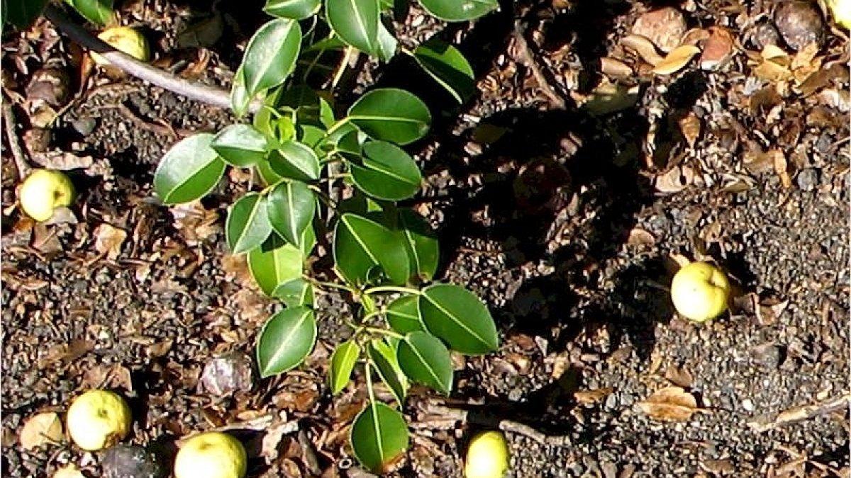 Buah pohon Machineel yang berjatuhan.