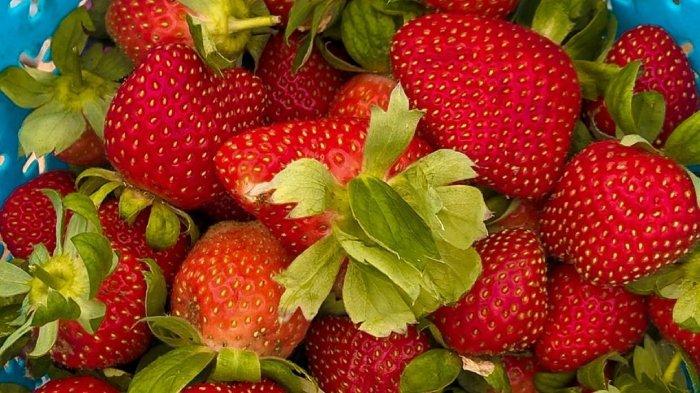 Buah stroberi setelah dipetik langsung dari kebunnya.
