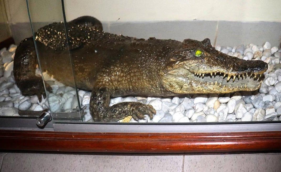 Buaya Buntung, bagian dari koleksi Rahmat International Wildlife Museum & Gallery, Medan, Sumatera Utara.