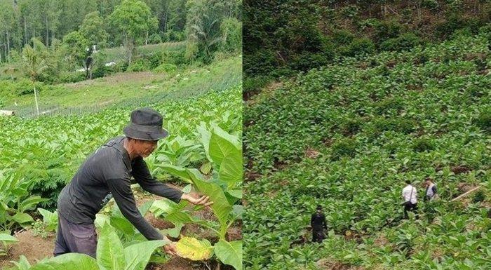 Bukit Baros yang berada di Dusun Baros, Desa Ciomas, Kecamatan Panjalu, Ciamis ternyata tidak hanya menyajikan keindahan alam dan tempat camping saja, namun ada juga lahan pertanian yang ditumbuhi sayuran hingga tembakau yang subur.