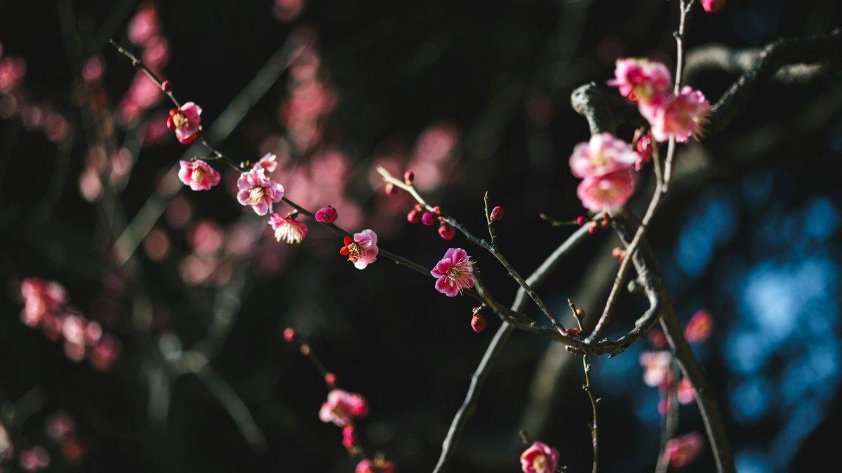 Bunga Plum, satu bunga tercantik di Jepang lengkap dengan lokasi buat menemukannya.
