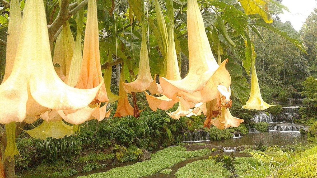 Bunga Terompet, satu tanaman beracun yang jangan pernah dimakan.