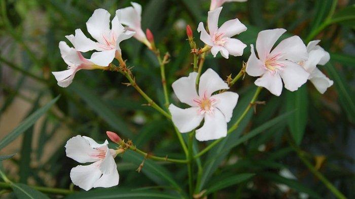 Bunga jepun dengan nama ilmiah 'Nerium oleander'