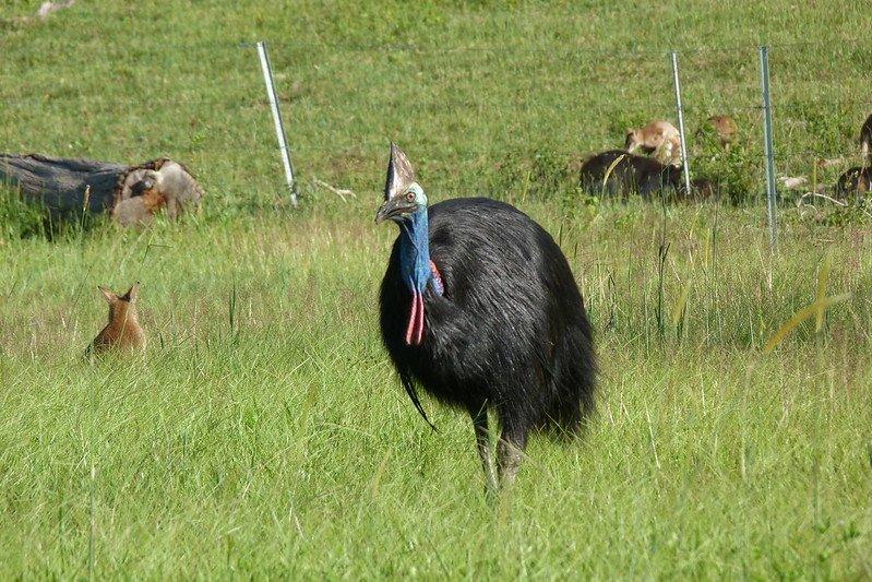 Burung kasuari yang membunuh pemiliknya.