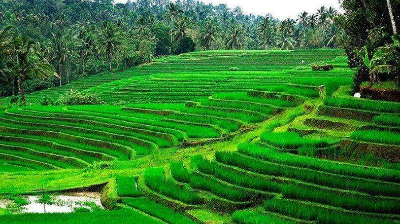 Busungbiu Rice Terrace.