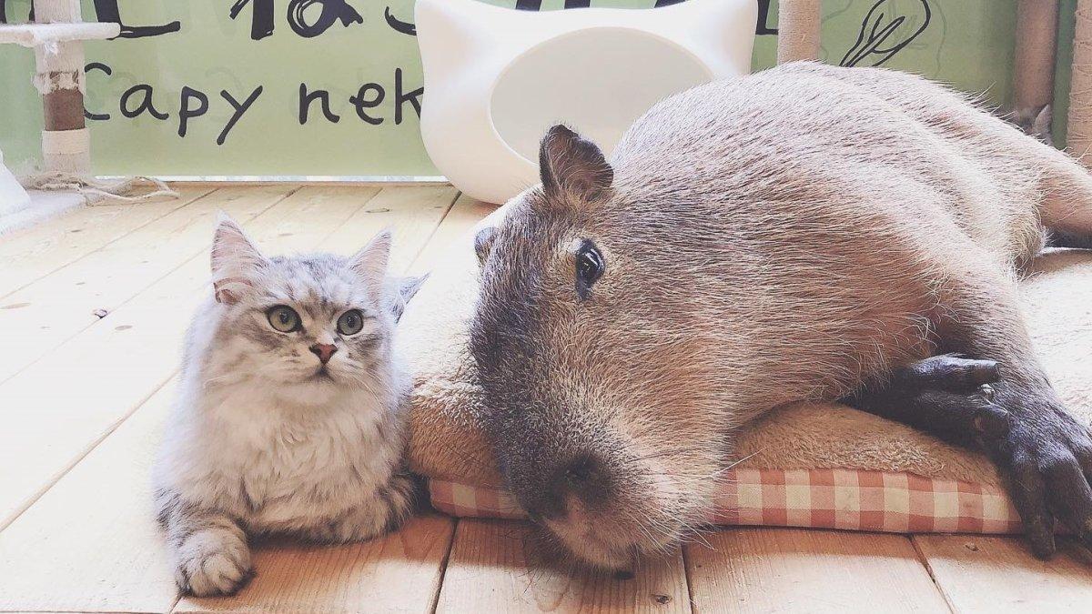 Capyneko Cafe, satu kafe hewan terbaik di Tokyo Jepang.