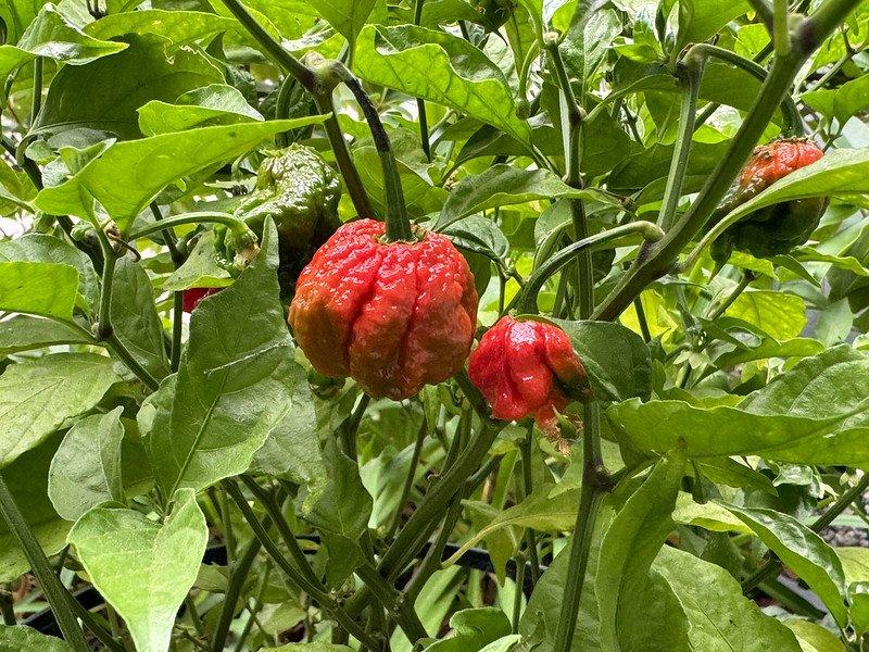 Carolina Reaper, satu cabai terpedas di dunia.