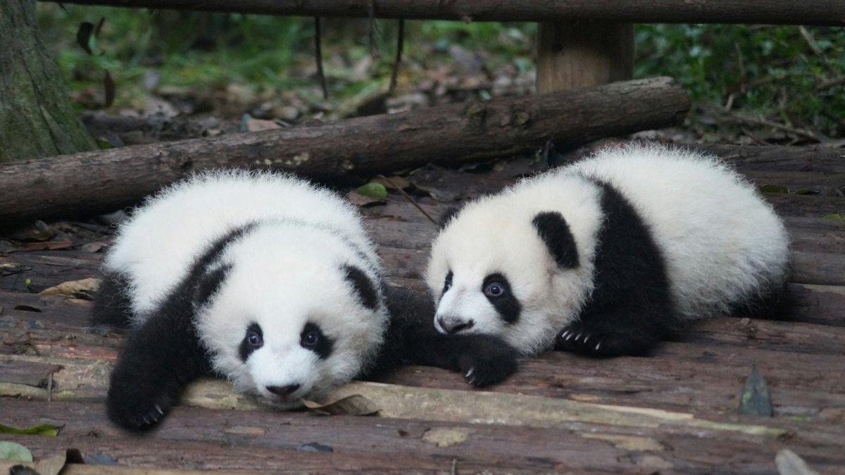 Chengdu, satu tempat wisata terbaik di Tiongkok.