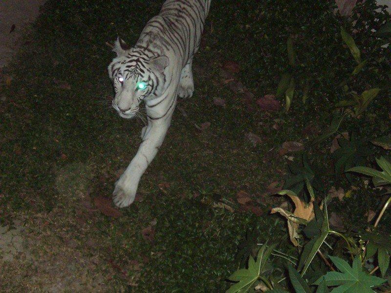 Chiang Mai Night Safari, satu kebun binatang terbaik di Thailand yang bisa kamu kunjungi bareng anak.