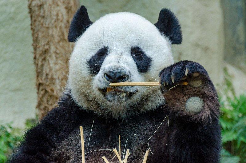 Chiang Mai Zoo, satu kebun binatang terbaik di Thailand yang bisa kamu kunjungi bareng anak.