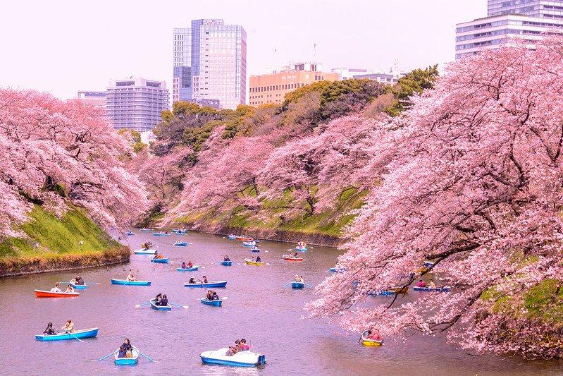 Chidori-ga-fuchi, satu taman terbaik di Tokyo Jepang.
