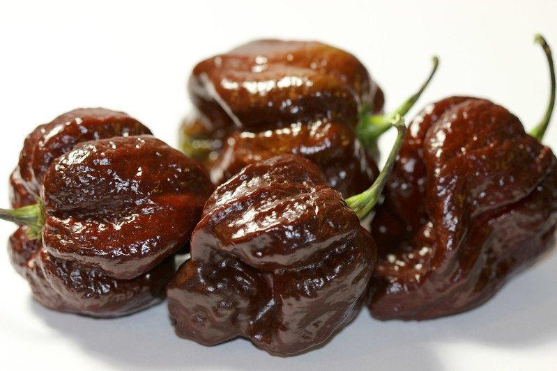 Chocolate Bhutlah Pepper, satu cabai terpedas di dunia.