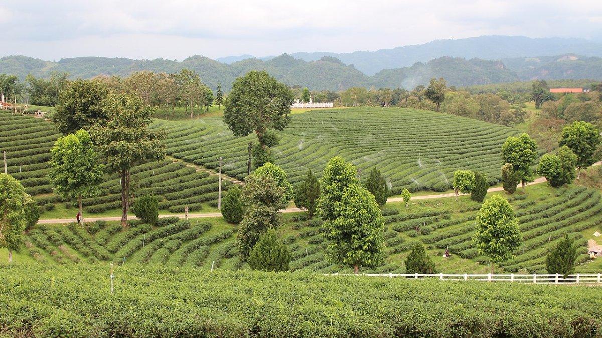 Choui Fong Tea, satu tempat wisata terbaik di Chiang Rai Thailand.