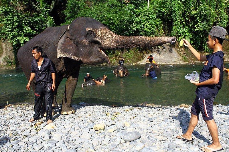 Conservation Response Unit (CRU) memberi makan gajah dan memandikan mereka di Ekowisata Tangkahan di Taman Nasional Gunung Leuser, Provinsi Sumatera Utara,