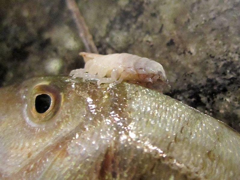 Cymothoa exigua, nama parasit pemakan lidah pada ikan laut.