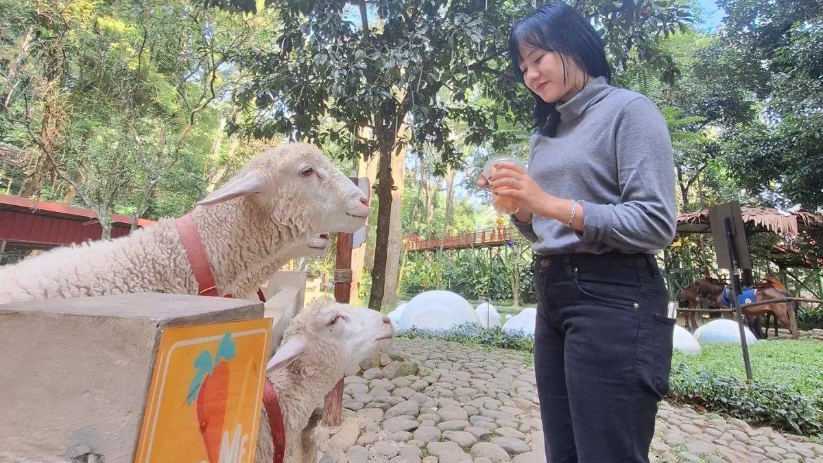 Dairyland Riverside Puncak berlokasi di Jalan Raya Puncak Km 77, Desa Cipayung, Kecamatan Megamendung, Bogor, Jawa Barat.