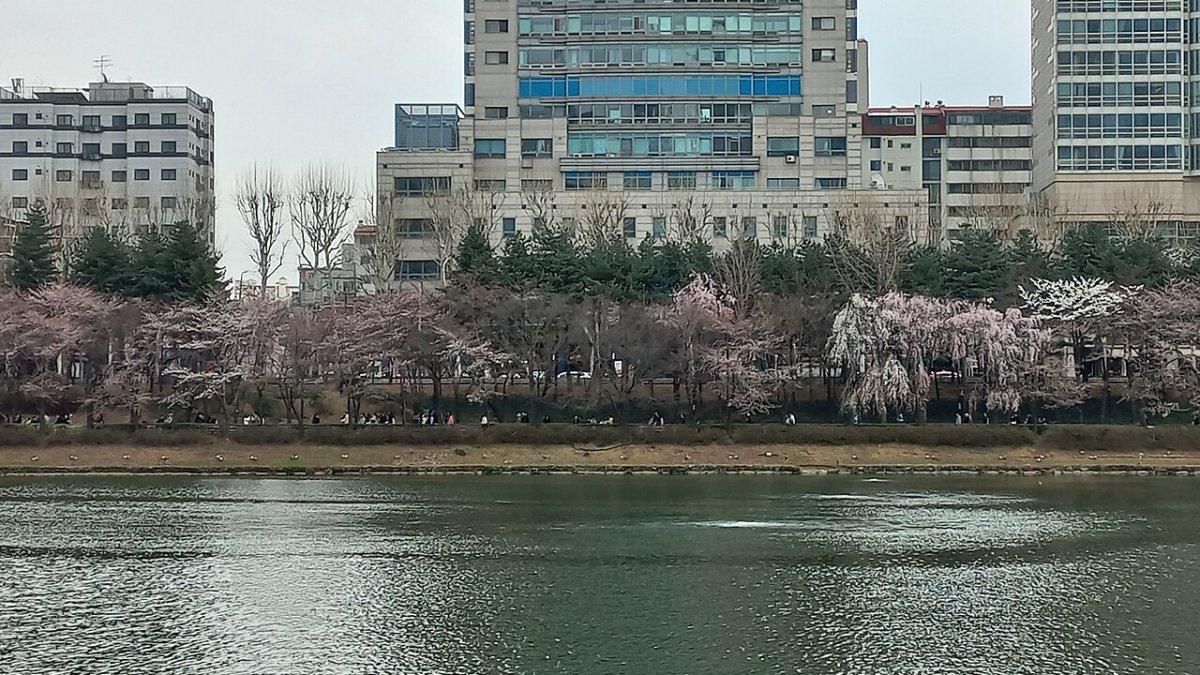 Danau Seokchon, satu tempat wisata terbaik di Seoul Korea Selatan buat menyaksikan keindahan bunga sakura.