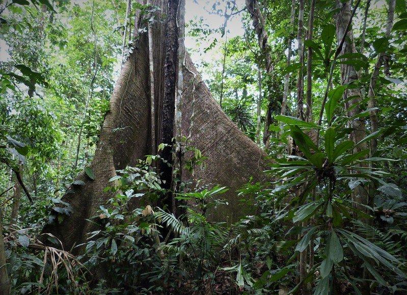 Darien Gap, satu tempat wisata paling berbahaya di dunia.