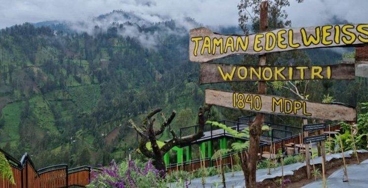Desa Wisata Edelweiss Wonokitri di Kecamatan Tosari, Kabupaten Pasuruan, Jawa Timur masuk 75 besar Anugerah Desa Wisata Indonesia (ADWI) 2023.