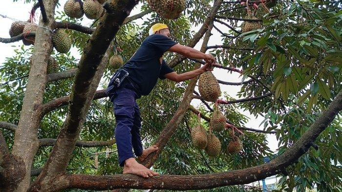 TIRTA SUMBER JAYA - Durian di objek wisata Tirta Sumber Jaya Cipangalun, Desa Jalatrang, Kecamatan Cipaku, Ciamis pada Sabtu (15/2/2025).