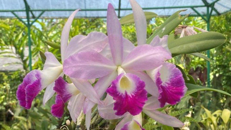 Duta Orchid Garden.