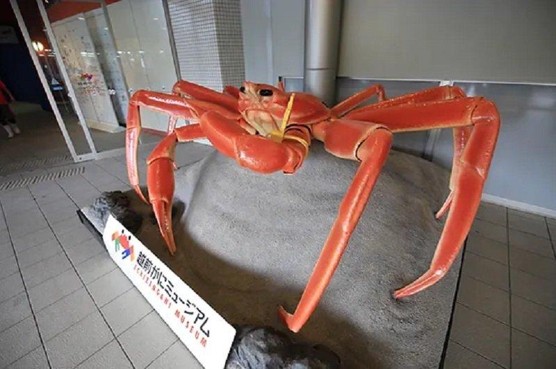 Echizen Crab Museum, satu museum unik di Jepang yang bisa kamu kunjungi saat liburan ke sana.