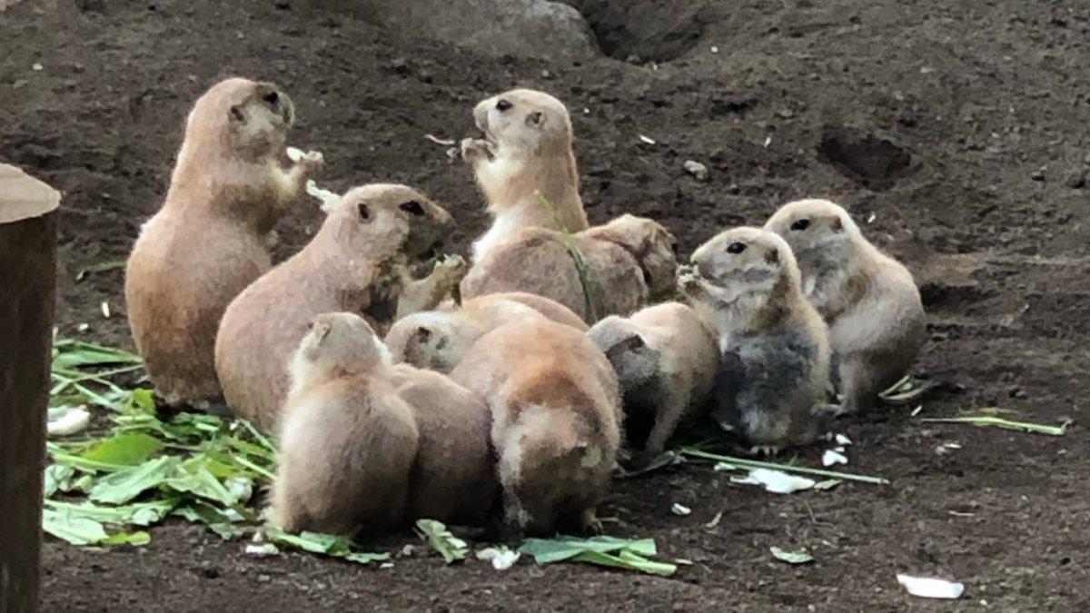 Edogawa Natural Zoo, satu tempat wisata gratis di Tokyo Jepang buat kamu yang sedang liburan hemat.