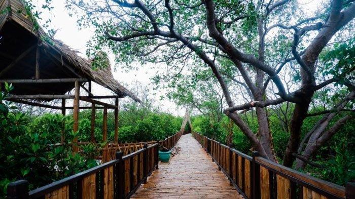 Ekowisata Mangrove Wonorejo di Surabaya, Jawa Timur.