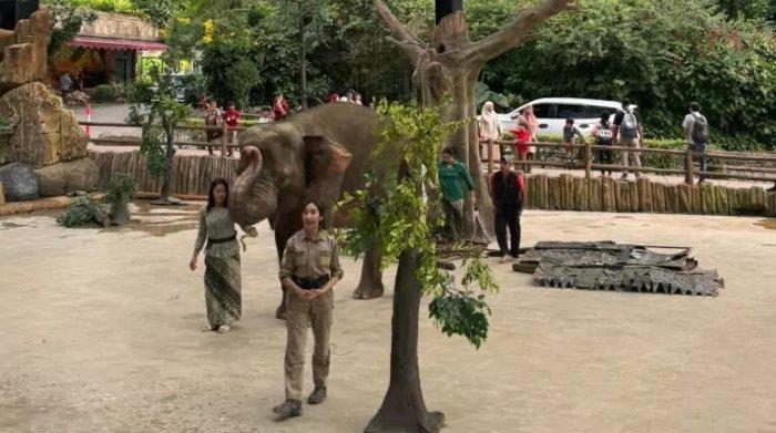 Elephant Edutainment, bermain sambil belajar bersama gajah di Taman Safari Bogor, Jawa Barat.
