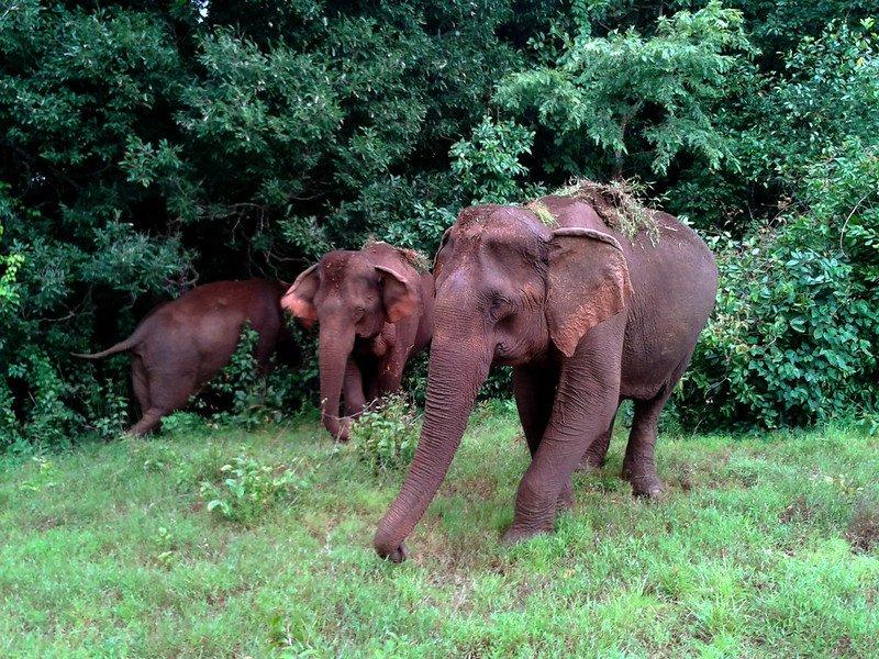 Elephant Valley Project, satu tempat wisata terbaik di Kamboja buat kamu yang baru pertama kali liburan ke sana.