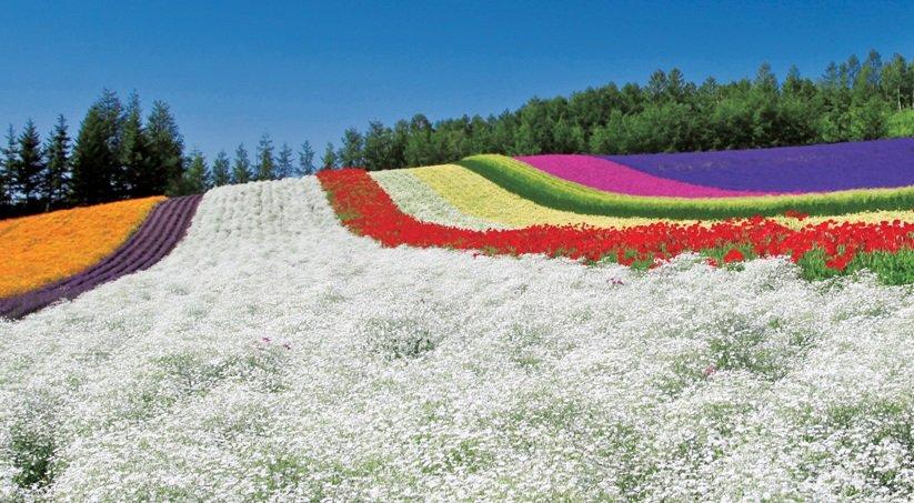 Farm Tomita, satu taman bunga terbaik di Jepang yang menarik buat kamu jelajahi.
