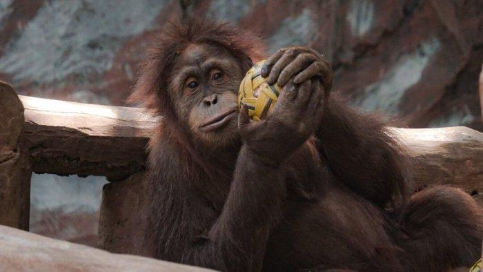 Orangutan di Bandung Zoo, wisata hiburan dan edukasi bagi semua pengunjung.