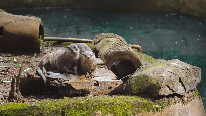 Gambar salah satu hewan di Bandung Zoo, Wisata hiburan dan edukasi bagi semua pengunjung.