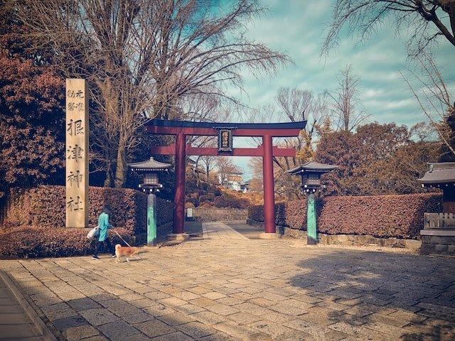 Gerbang torii yang indah di Kuil Nezu, Nezu, Kota Bunkyo, Tokyo, Jepang.