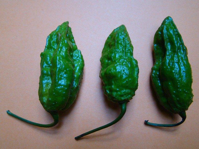 Ghost Pepper, satu cabai terpedas di dunia.