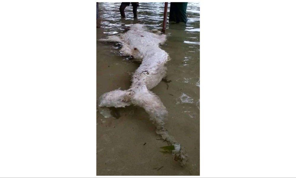 “Globster” adalah istilah resmi yang mengacu pada massa organik tak dikenal yang terdampar di pantai.