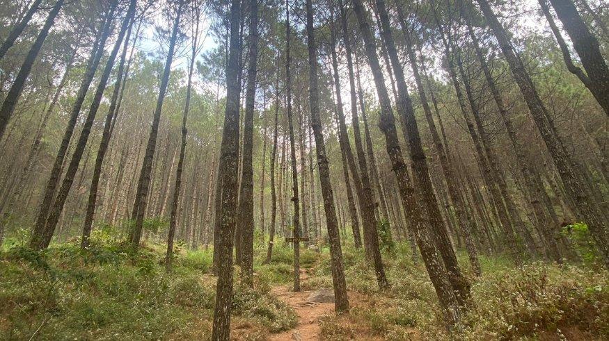 Vegetasi rapat yang didominasi pinus dalam rute pendakian Gunung Andong via Pendem, Sabtu (7/10/2023).