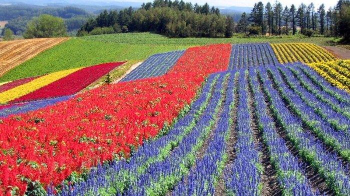 Hamparan kebun bunga lavender di Furano & Biei Jepang.