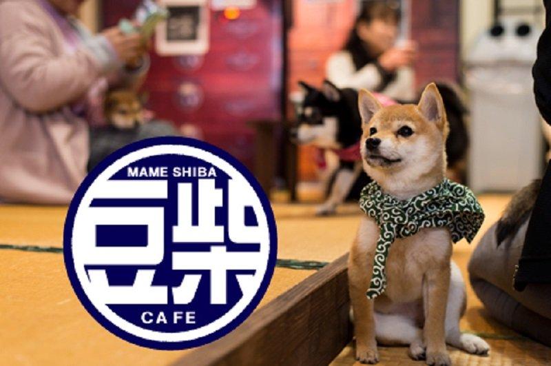 Harajuku Mame-Shiba Café, satu kafe hewan terbaik di Tokyo Jepang.