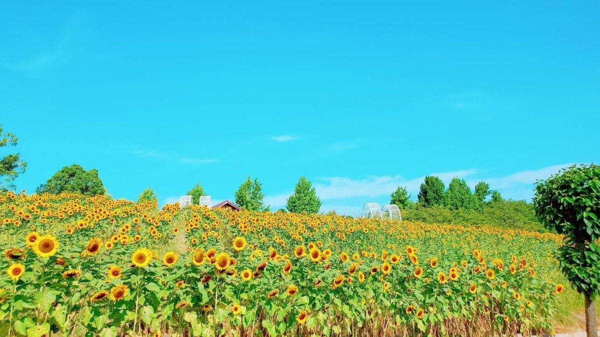 Harvest Hill, satu surga tersembunyi di Osaka Jepang.